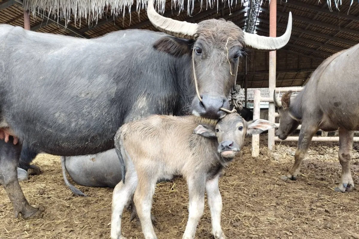 Buffalo Village