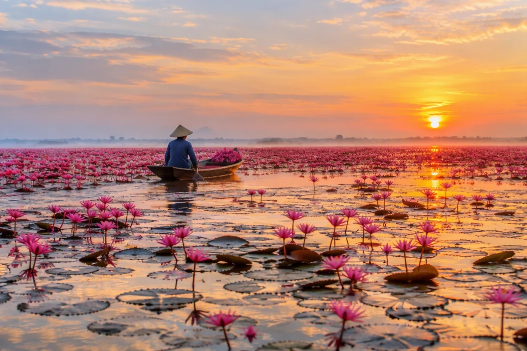 Red Lotus Sea Udon Thani Isaan Thailand