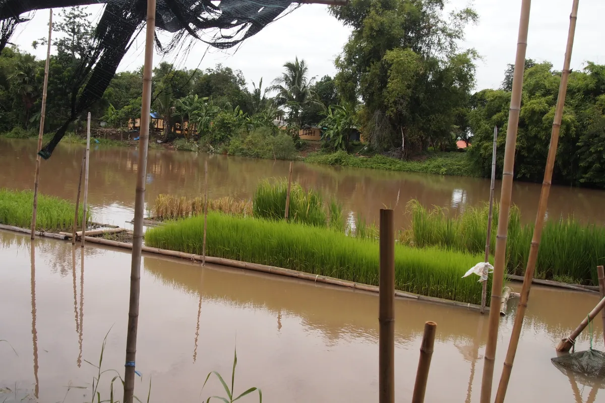 Rice field on the Tachene River