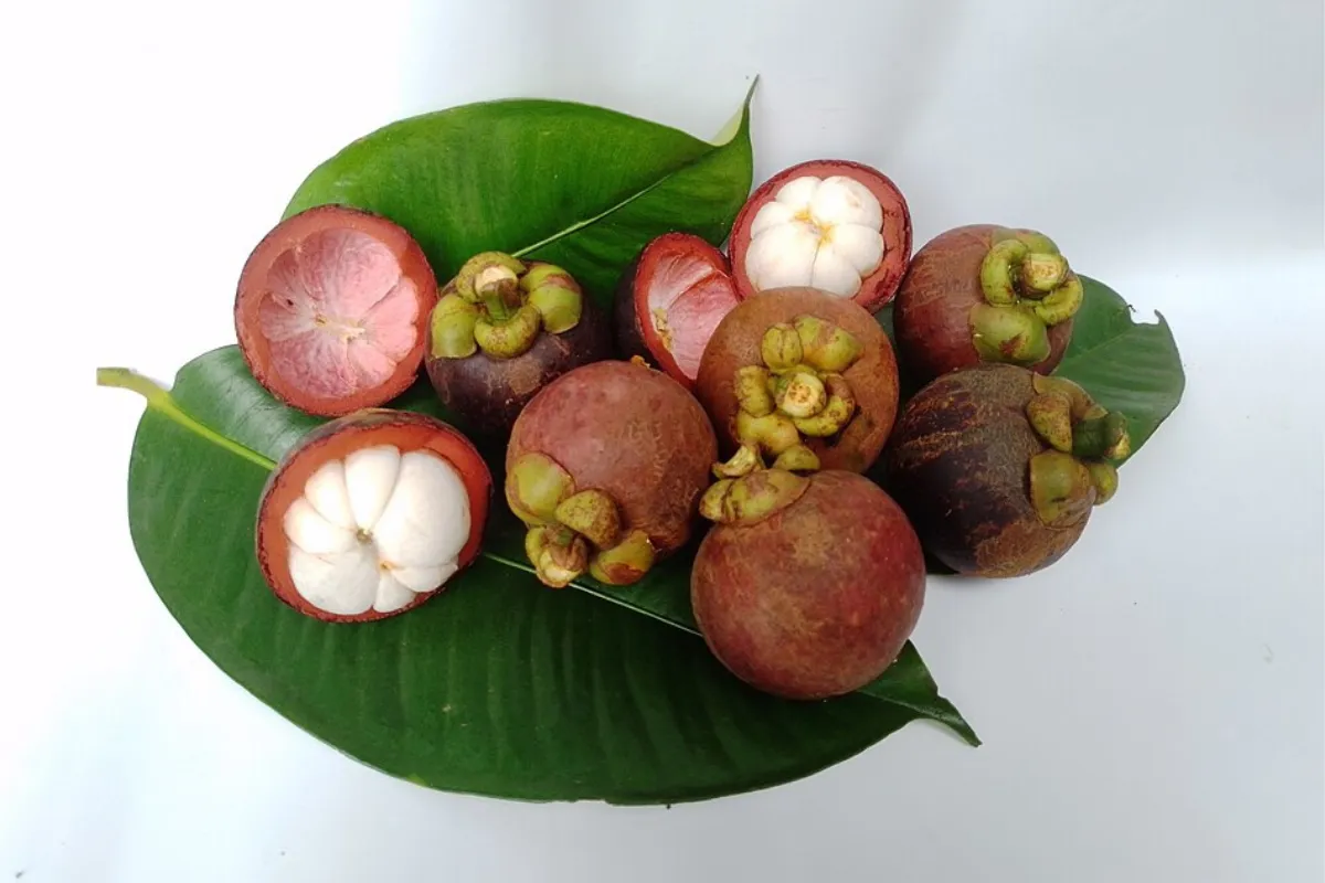 mangosteen