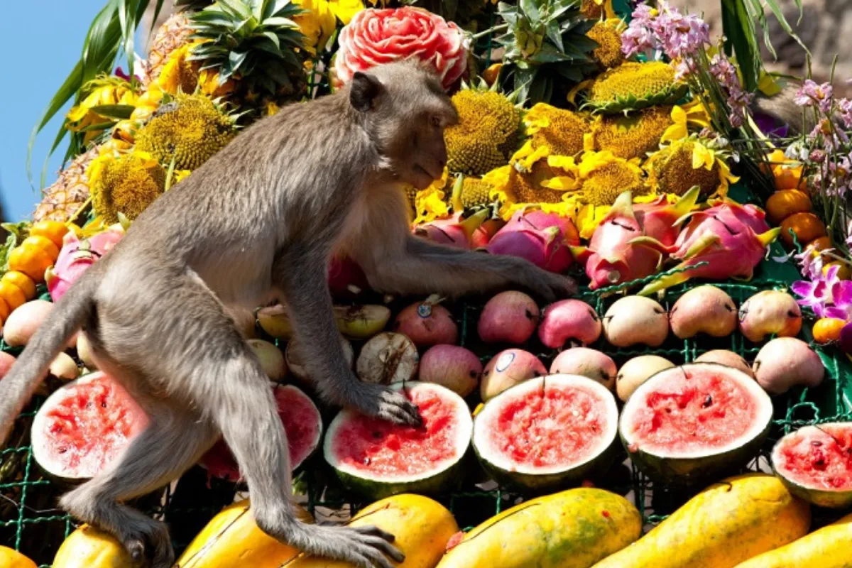 monkey buffet lopburi