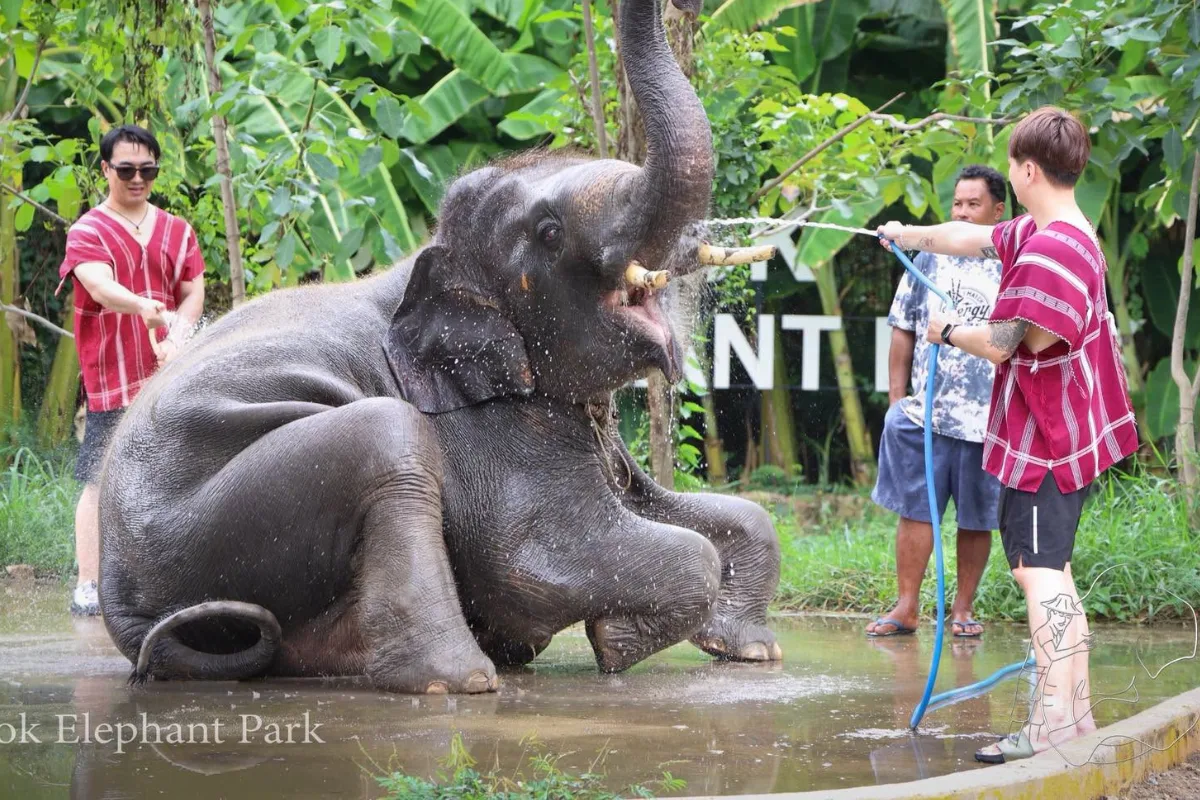Bangkok Elephant Ride & The Ethical Perspective