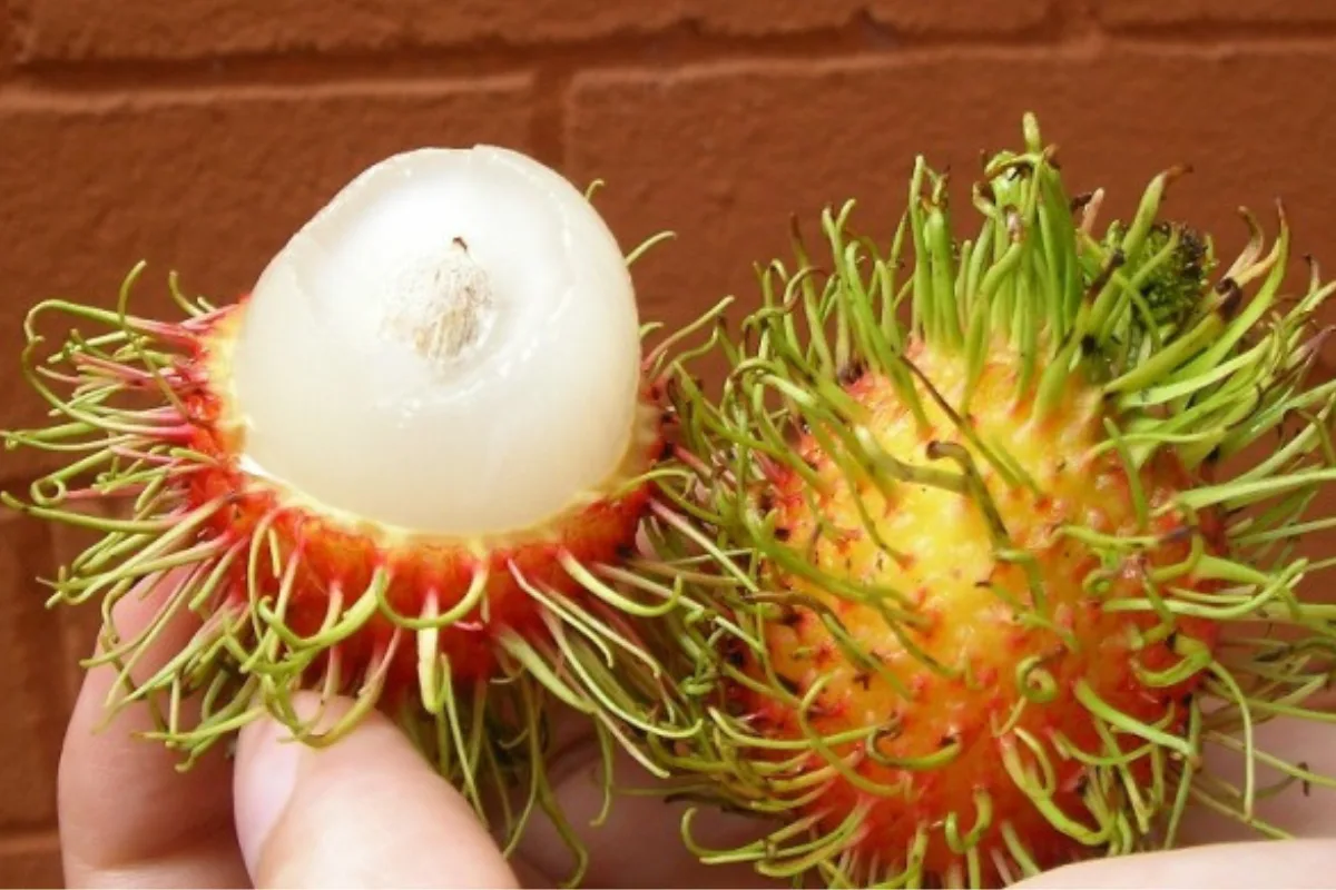 Seasonal Thai Fruits during low season