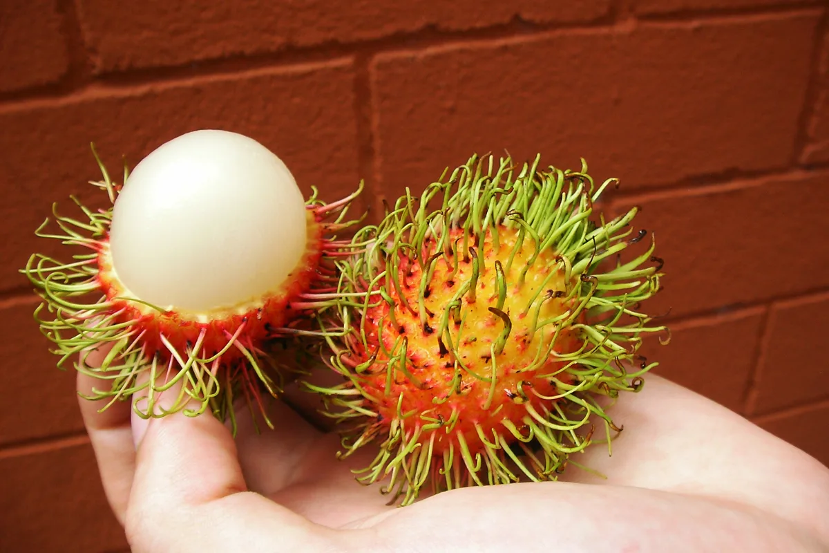 rambutan