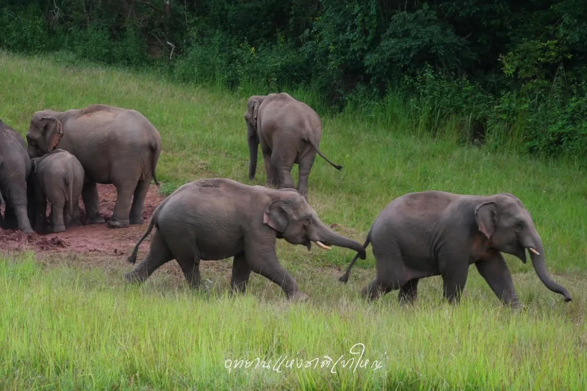 Khao Yai National Park - Elephant