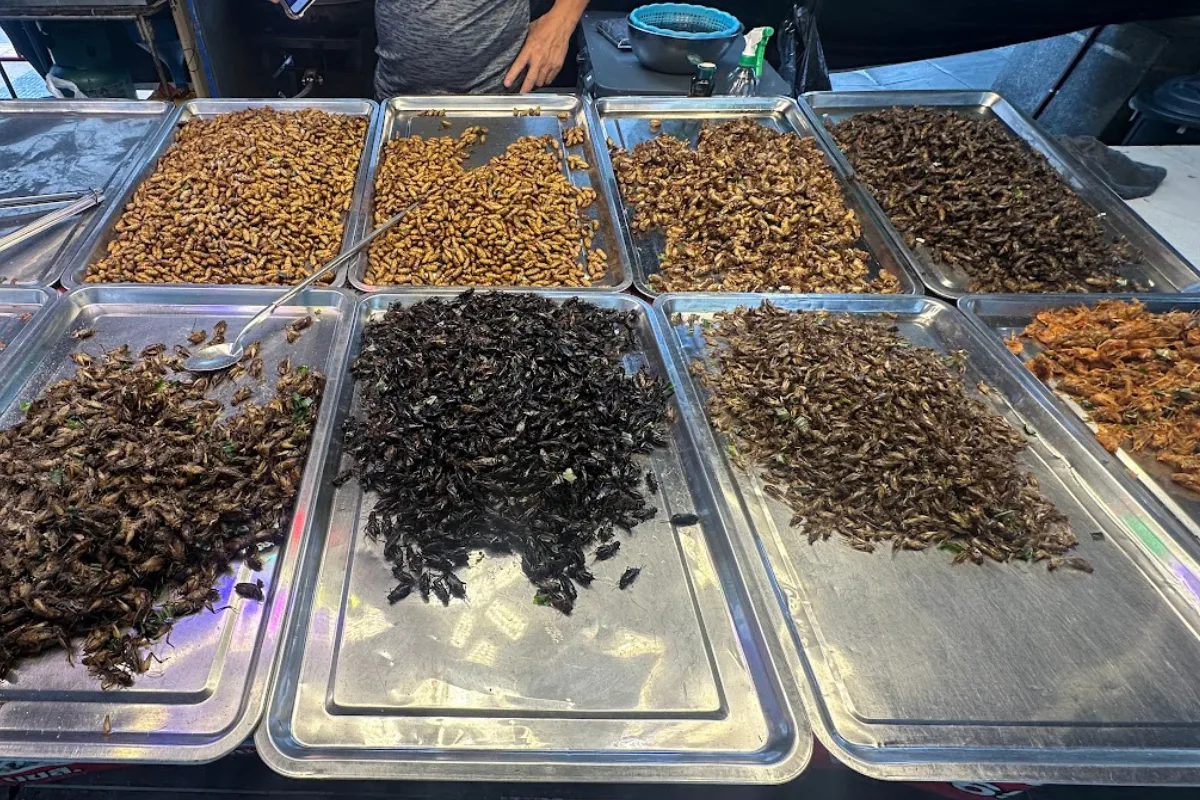 Thai Insects