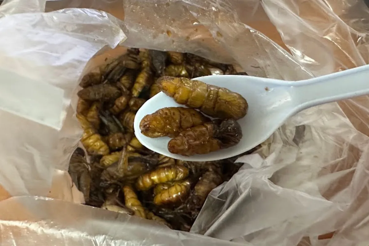 Thai Insects silk worm