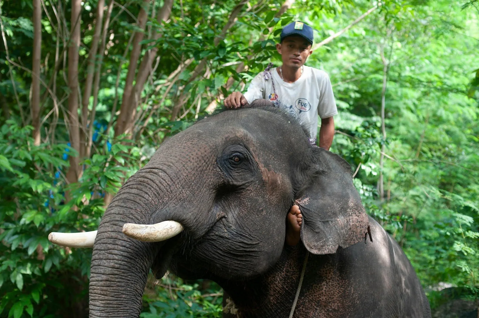 Elephant Jungle