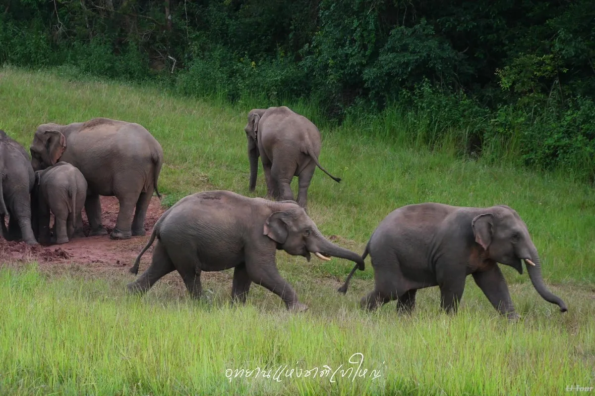 khao yai national park