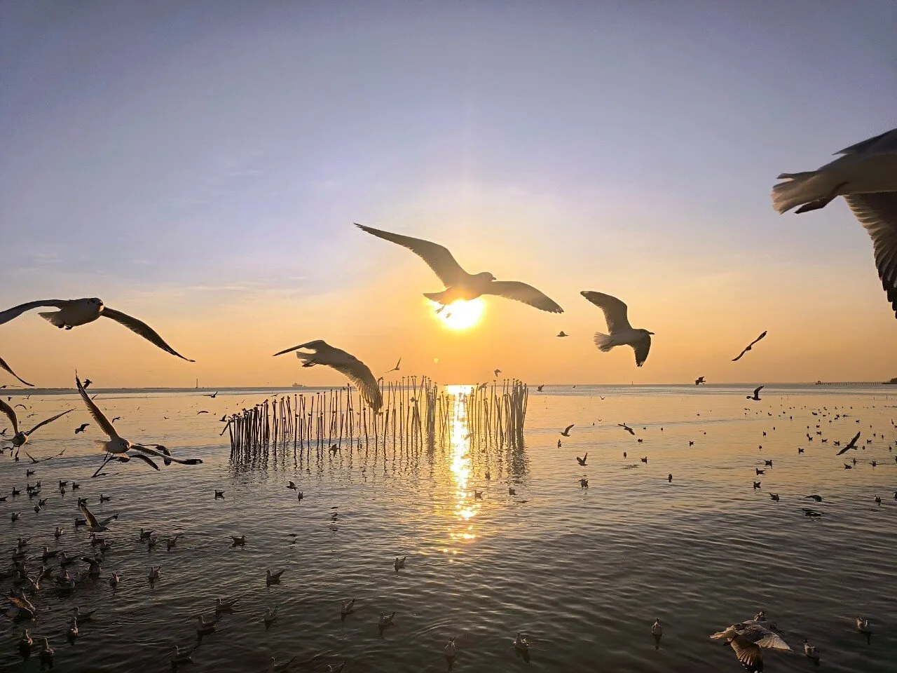 Bangpoo seabirds
