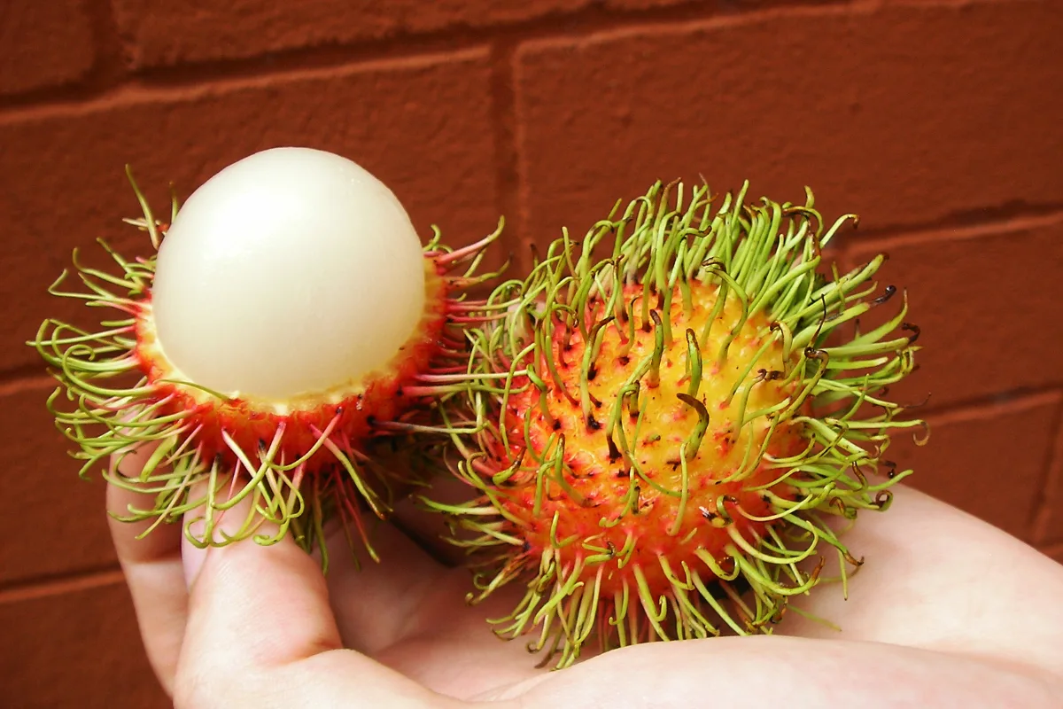 rambutan