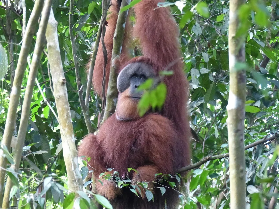 Orangutan Guide