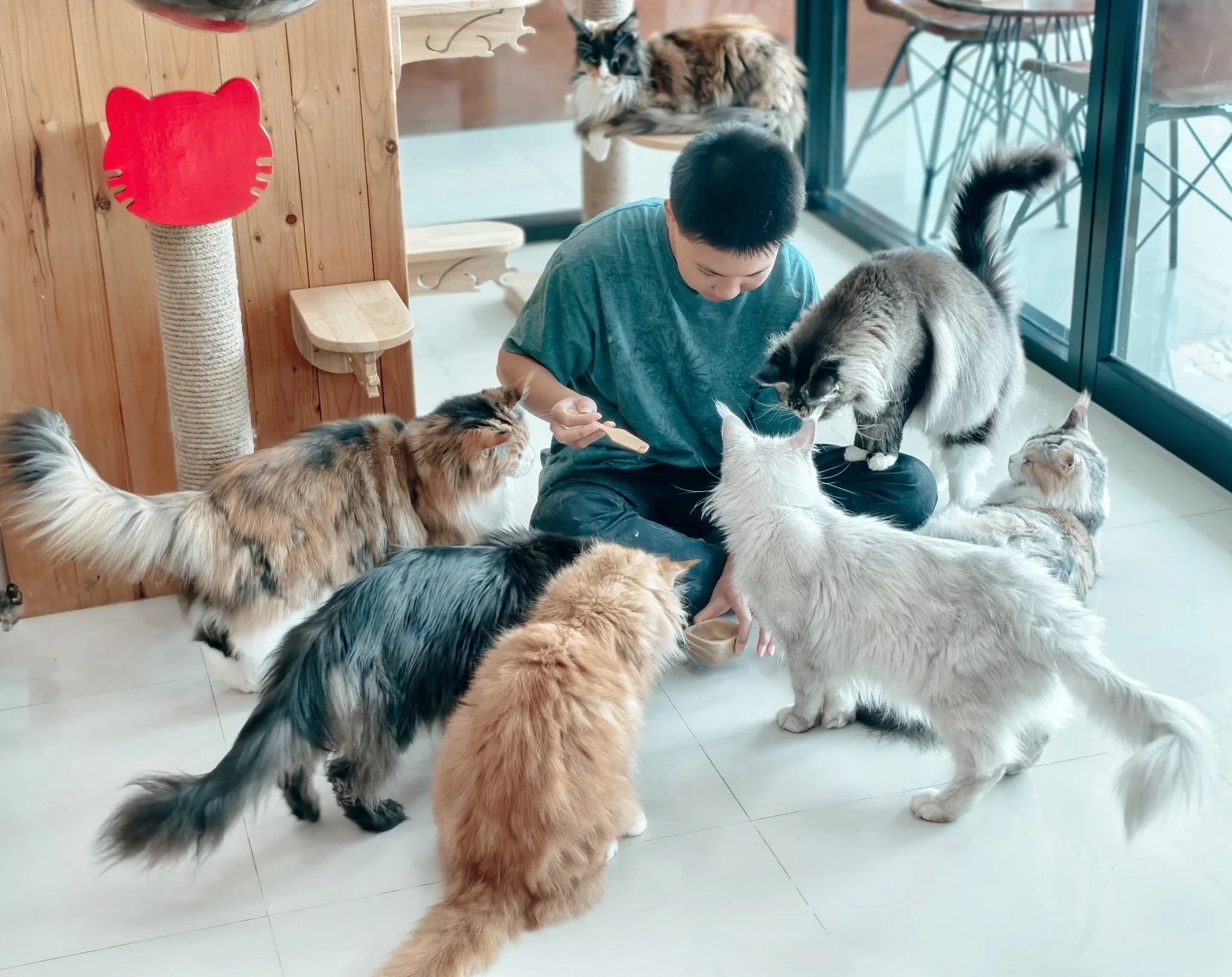 Meow Cafe Pattaya