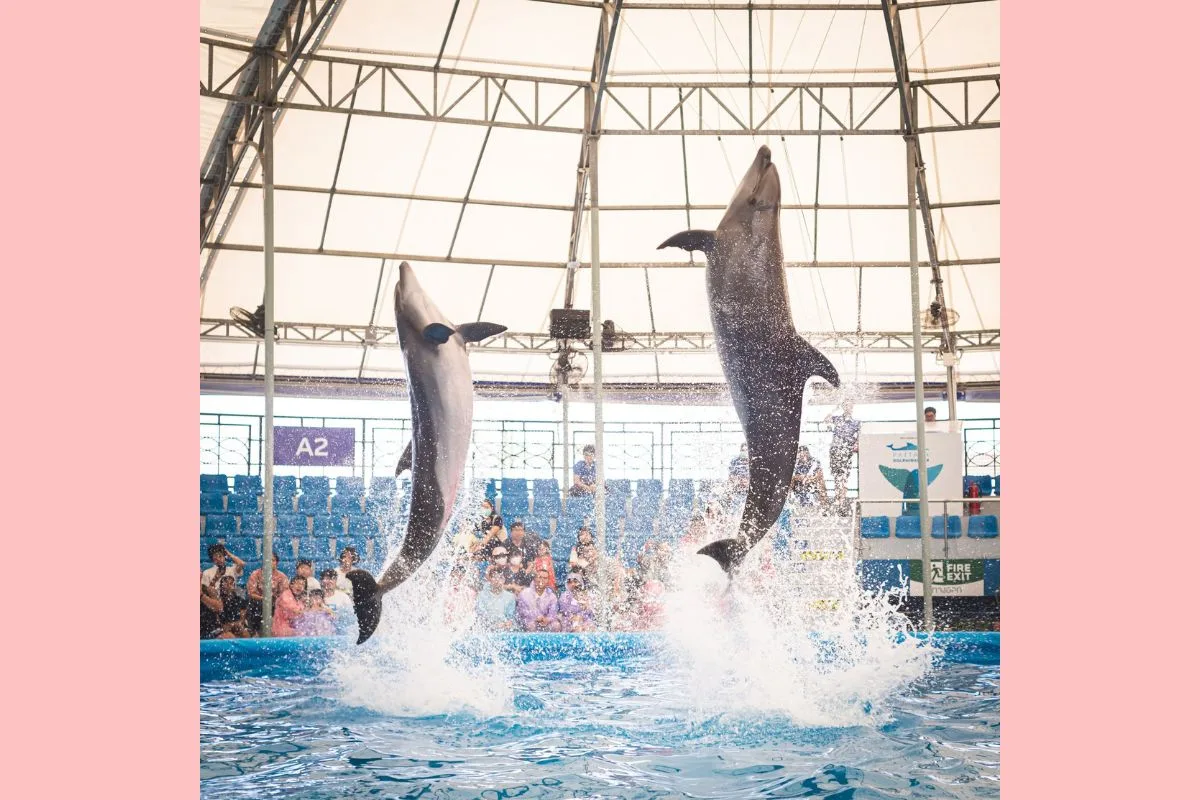 Pattaya Dolphinarium
