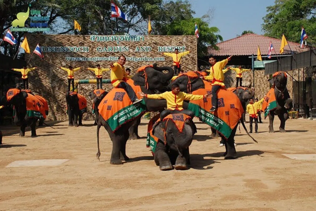 สวนนงนุช ช้างแสนรู้