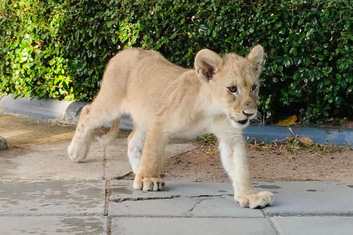 tiger topia