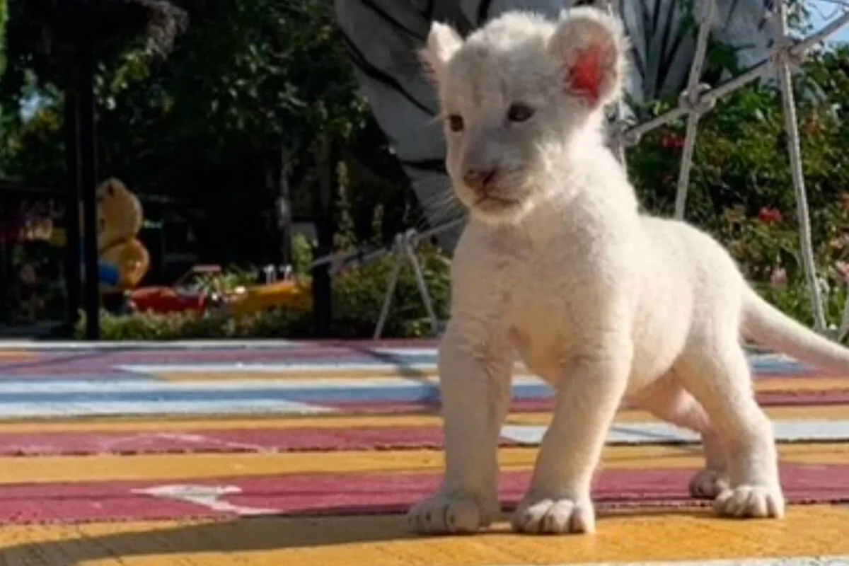 Tiger Topia