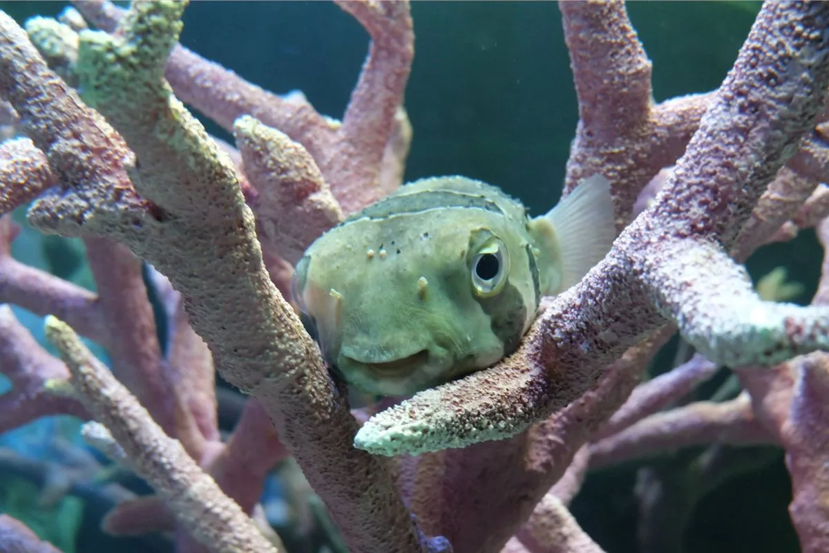 Underwater World Pattaya