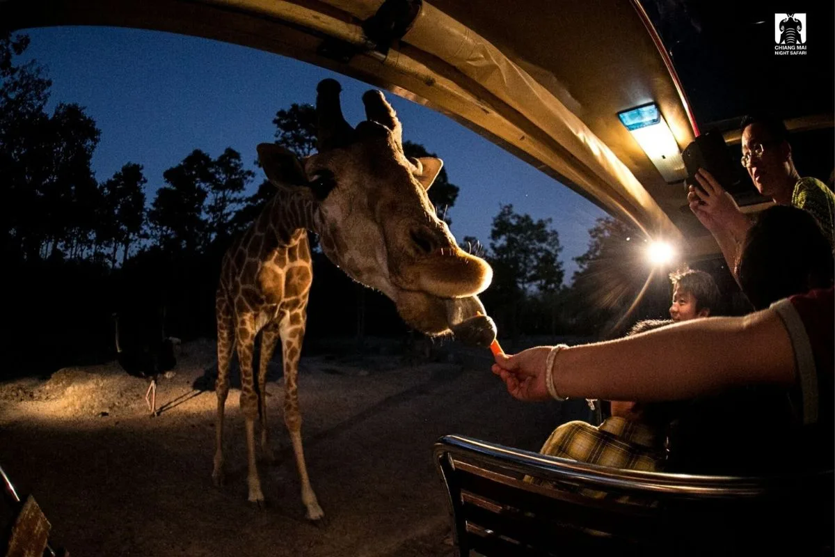 Savanna Safari