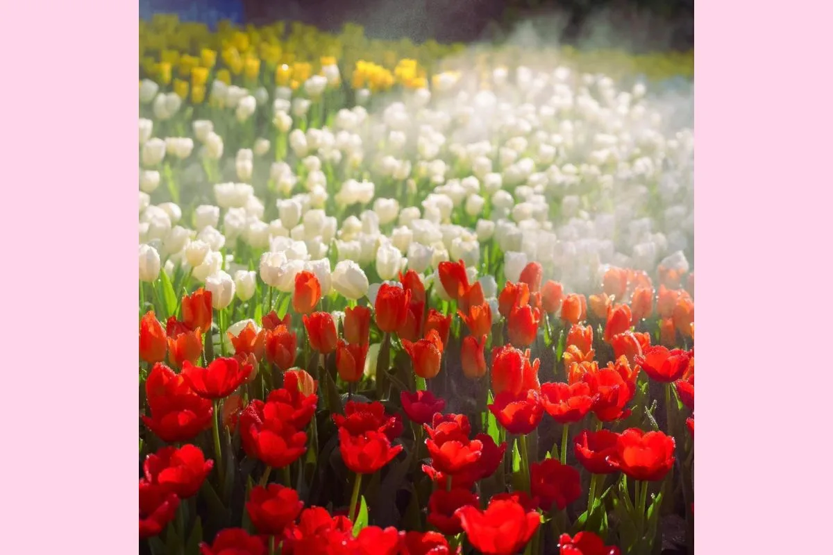 The 49th Chiang Mai Flower Festival