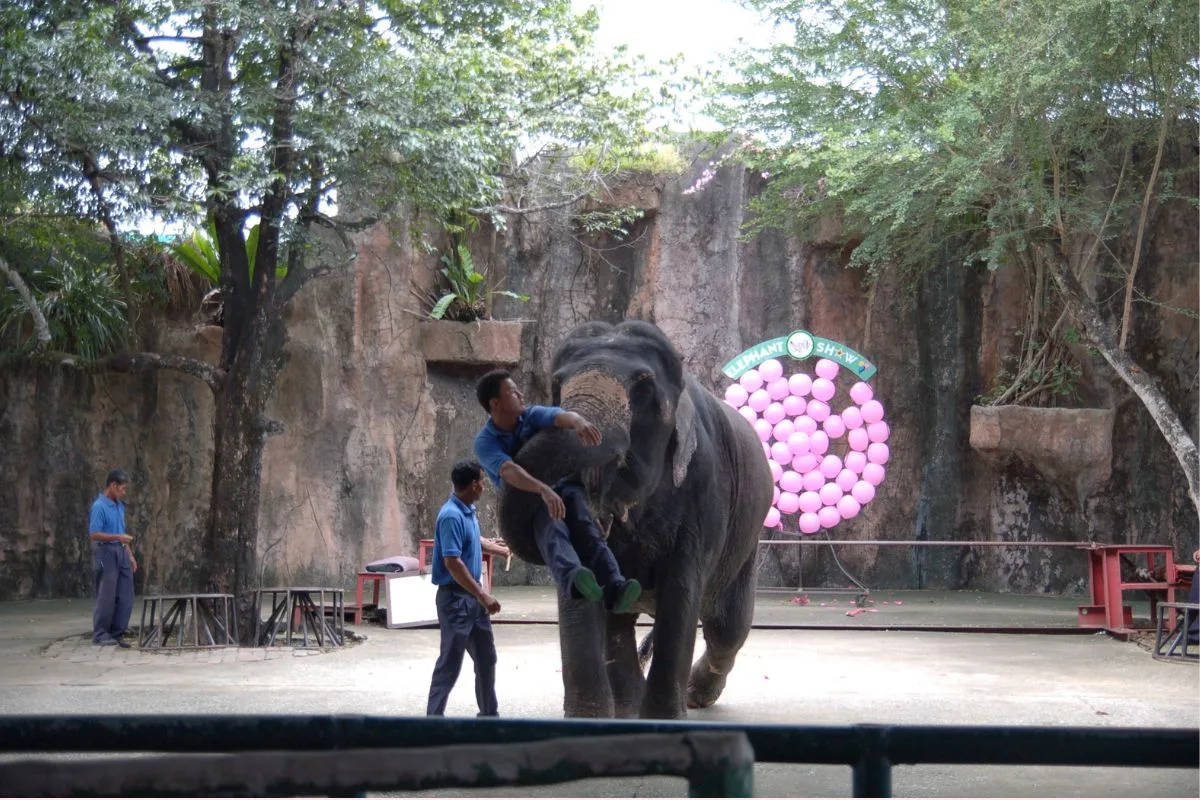 Tiger Topia Zoo