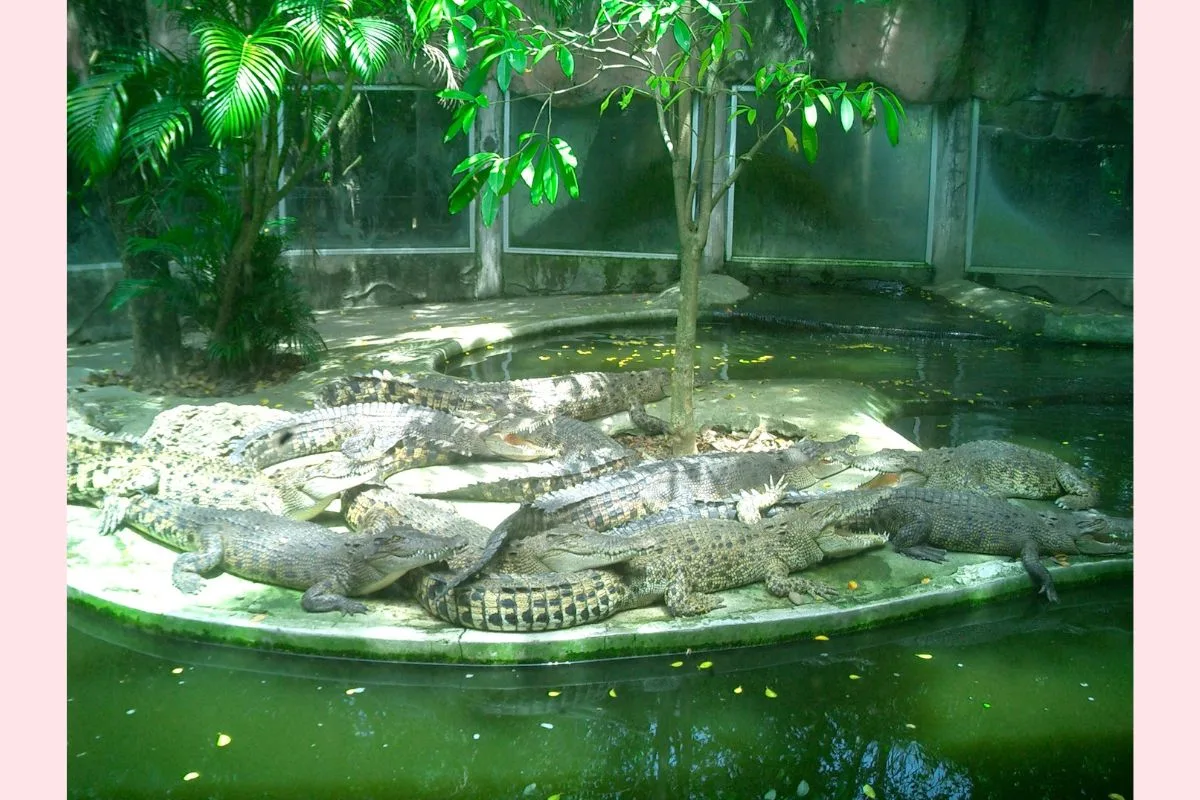 Tiger Topia Zoo