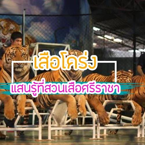 Tiger Topia Zoo 2026: ปฏิวัติสวนเสือศรีราชาสู่สวนสัตว์อัจฉริยะและโลกของเสือโคร่งแสนรู้