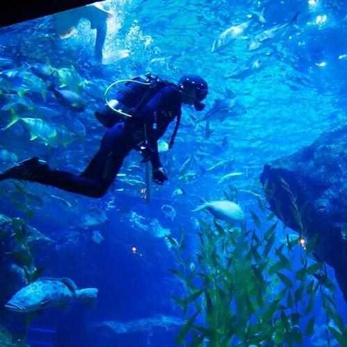 5 เหตุผลที่คุณควรมาเที่ยวที่ สยามโอเชียนเวิลด์ (ปัจจุบันคือ Sea Life Bangkok Ocean World)