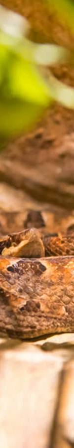 Siam Serpentarium (พิพิธภัณฑ์งู) บัตร ราคา พิเศษ 2