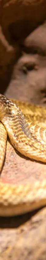 Siam Serpentarium (พิพิธภัณฑ์งู) บัตร ราคา พิเศษ 1