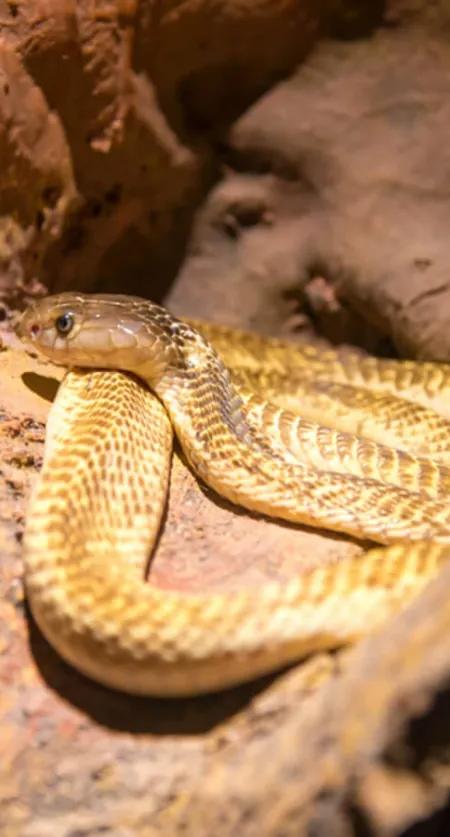Siam Serpentarium (พิพิธภัณฑ์งู) บัตร ราคา พิเศษ