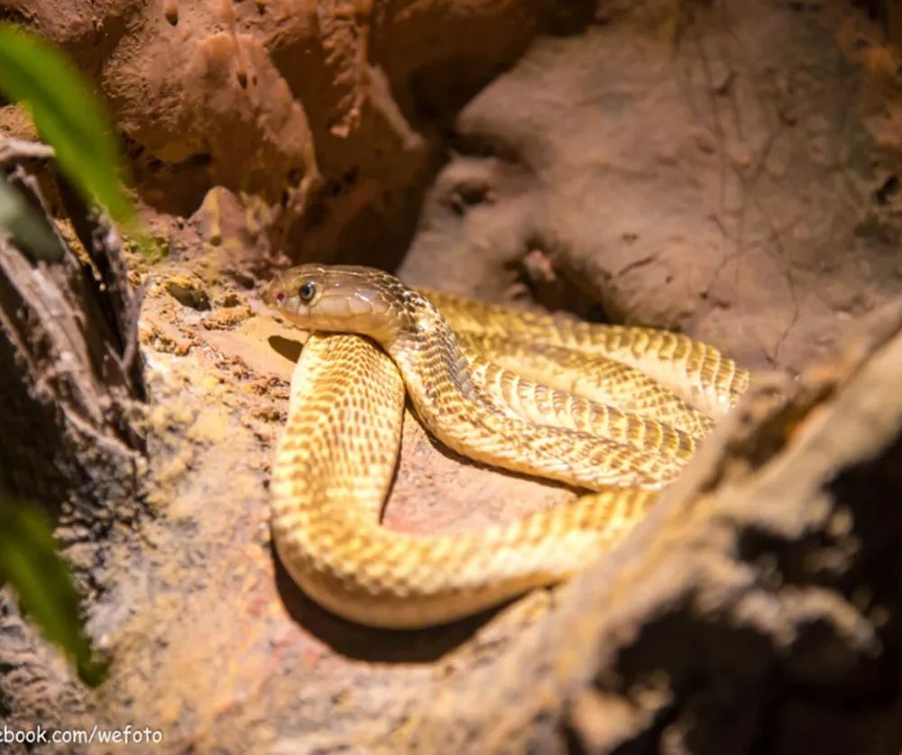 Siam Serpentarium (พิพิธภัณฑ์งู) บัตร ราคา พิเศษ