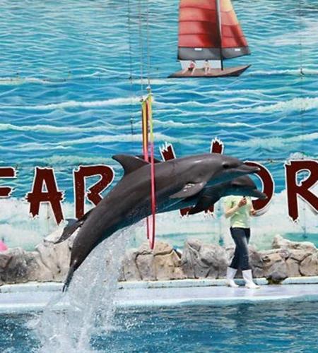 กรุงเทพ ซาฟารีเวิลด์ Package C:Safari Park +Marine park - ราคานักท่องเที่ยวต่างชาติ