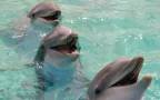 กรุงเทพ ซาฟารีเวิลด์ Package C:Safari Park +Marine park - ราคานักท่องเที่ยวต่างชาติ 9