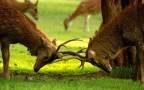กรุงเทพ ซาฟารีเวิลด์ Package C:Safari Park +Marine park - ราคานักท่องเที่ยวต่างชาติ 13