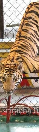 Siri Park and Zoo by Sriracha Zoo พัทยา สวนเสือศรีราชา 3